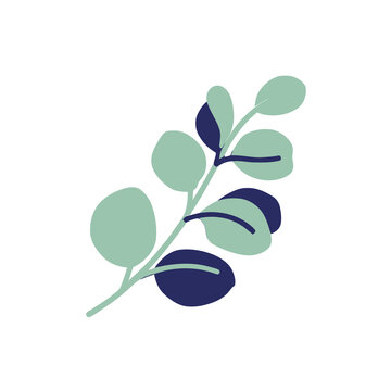 Abstract eucalyptus branch with leaves