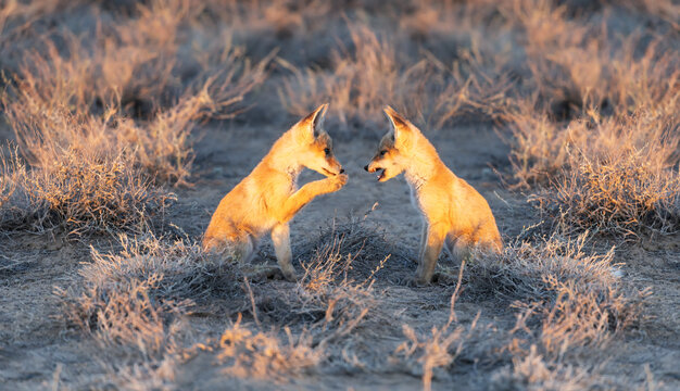 Two Red fox (Vulpes vulpes) juveniles playing among wormwood bushes in natural steppe habitats