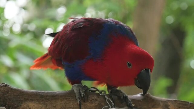 Female Eclectus Parrot Perched on a Branch with Metal Chain