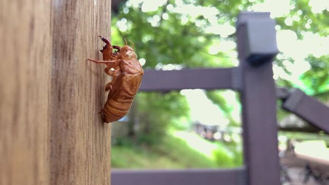 Cicada exoskeleton clings to tree bark in summer.