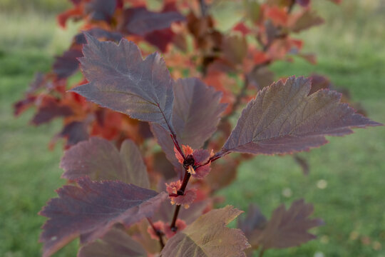 Close up of purple foliage of ninebark shrub Physocarpus opulifolius growing in garden.
