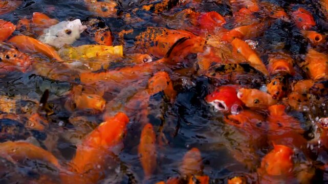 Colorful Koi Fish Crowding in a Pond with Open Mouths