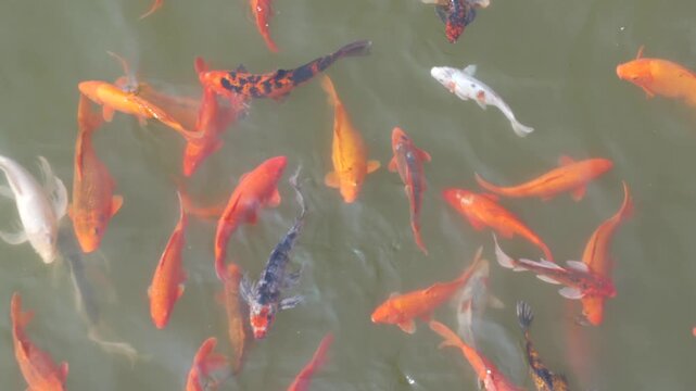 Colorful Koi Fish Swimming in a Green Pond
