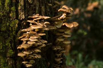 mushrooms on a tree in the arboretum of Vácrátót © Bla