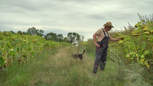 Male farmer in straw hat inspects sunflower plants while standing in a field with a dog, showcasing the growth and harvest process in a rural agricultural setting