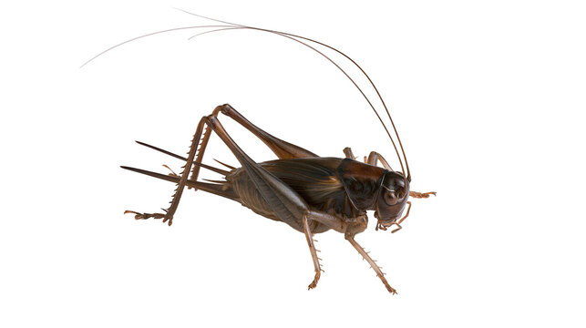 Isolated field cricket with its dark brown body, long antennae, and powerful jumping legs