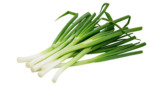 Isolated fresh green onions bundle with long white roots and vibrant green leaves