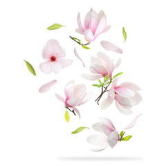 Magnolia flowers and leaves falling against white background