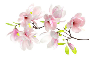 Fototapeta premium Magnolia branch with pink flowers isolated on white