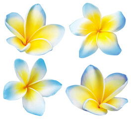 Blue plumeria flowers isolated on white, set. Tropical plant © New Africa