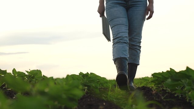 Agriculture, Farming in springtime, Soil and plant growth, Greener future agriculture, Agronomist on the job, Plant health assessment, Outdoor data collection, Planting season check, Black soil
