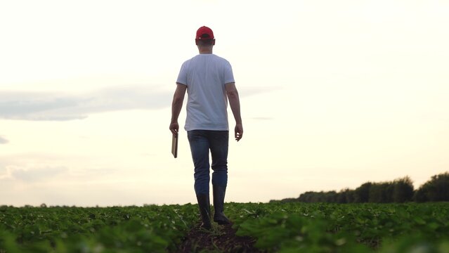 Agriculture, Agricultural worker in cap strolling through verdant green soybean fields, Hardworking man enjoying nature and inspecting plants on farmland, Farmer in sunset light admiring crops and