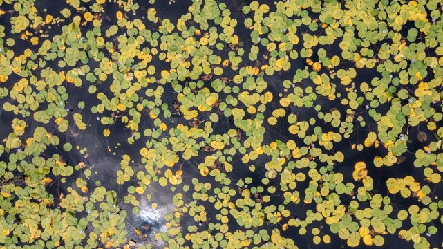Aerial view of vibrant green and yellow water lily pads floating on the calm dark surface of a pond in South Africa.