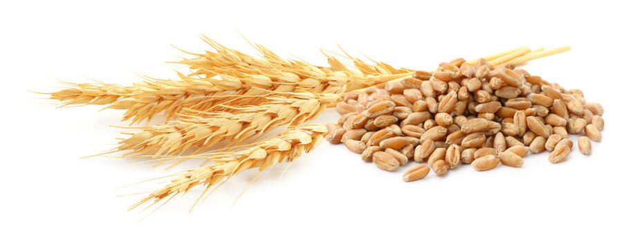 Wheat kernels and spikelets on white background