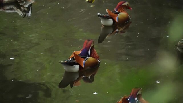 Vibrant Mandarin Duck Swimming and Foraging in Dark Water