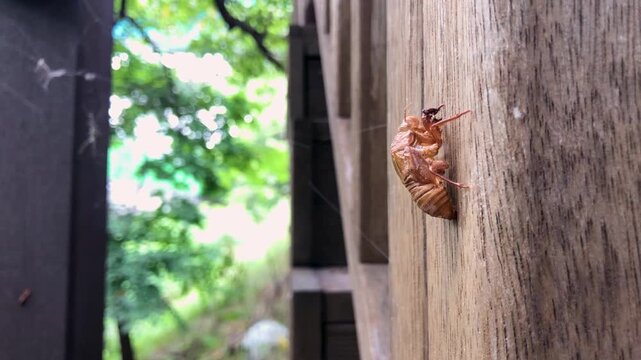 Cicada exoskeleton clings to tree bark in summer.