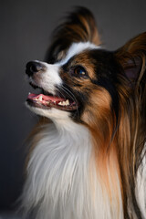 Side profile portrait of beautiful papillon dog with butterfly ears looking up with open mouth, representing obedient pet, active canine companion, and purebred animal beauty, domestic companion. © GRON777