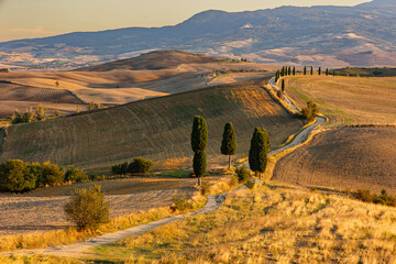 Obraz premium The rolling hills with a curvy road lined by cypress trees in the Tuscany valley of Val D'orcia at the warm sunset time