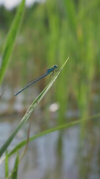 A vibrant blue damselfly rests on a thin green grass blade. The insect is captured in close-up against a soft, blurred wetland background. Delicate natural light illuminates its wings.