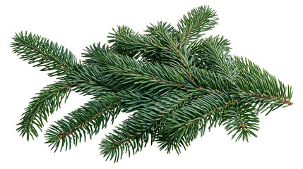 Isolated green fir branch, a natural evergreen element for Christmas and winter holiday decor. © Conor