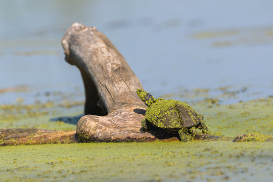 Moss Covered Map Turtle Basking on Log