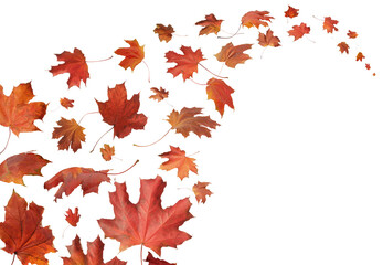 Obraz premium Circular Border frame composition orange autumn maple leaves, isolated on transparent background. autumn illustration for greeting card designs, wedding invitations, quote layouts, decoration.