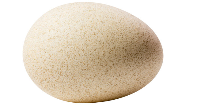 Isolated fresh organic turkey egg, natural speckled shell texture, farm poultry food
