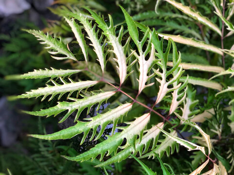 Green brake fern with serrated fronds