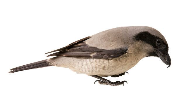 Isolated beautiful gray bird with distinct black mask and hooked beak looking down