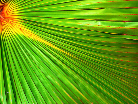 Green fan palm frond radiating pattern