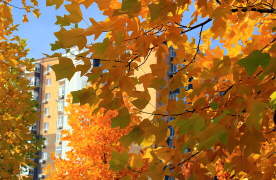 Liriodendron tulipifera tulip tree beautiful golden autumn leaves close up, vibrant yellow fall foliage background