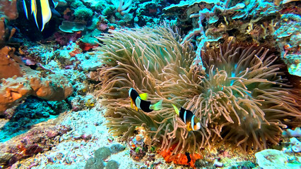 Clownfish pair sheltering in a large sea anemone © Banu