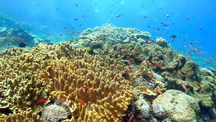 Tropical reef fish schooling over dense coral garden © Banu
