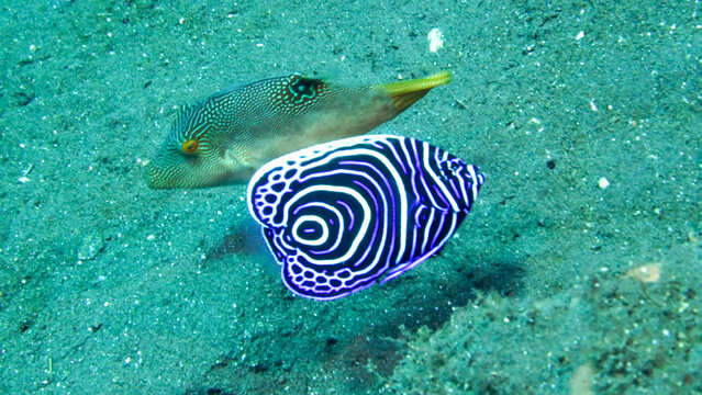 Juvenile Emperor Angelfish beside a filefish on sandy reef
