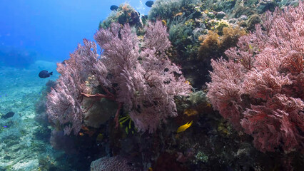Sea fan coral colony with tropical fish on Indonesian reef © Banu