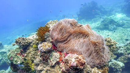 Magnificent sea anemone dominating a tropical coral reef © Banu