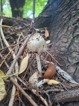 poisonous mushroom and a slug in the forest