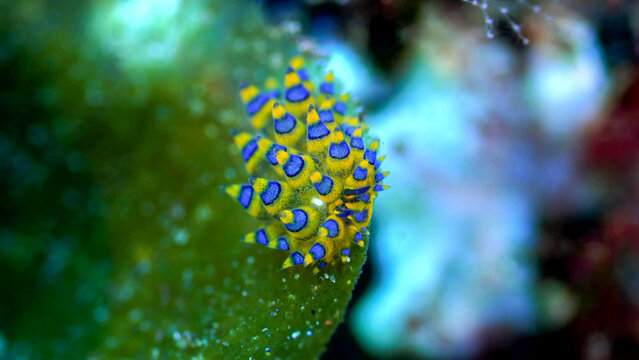Thecacera nudibranch on coral reef, Nusa Lembongan