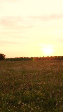 Sunset over a wildflower meadow, peaceful countryside landscape at dusk, golden sunlight on the field, serene rural scenery, evening light in nature, natural beauty of an open grassland, tranquil
