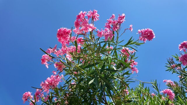 Pink oleander blooms against clear blue sky