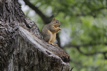 squirrel eating © Melanie