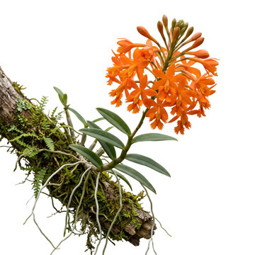 Epidendrum radicans clusters of bright orange tubular orchid flowers growing on mossy tree branch with aerial roots isolated on transparent background displaying vibrant tropical nature