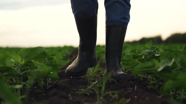 Agriculture, Green plant rows reaching for the sky, Essential role of boots in agriculture, Encouraging healthy harvests, Walking along field in early light, Soil richness feeds every plant, Human