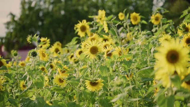 Common sunflower Helianthus annuus blooming abundantly in sunny summer garden