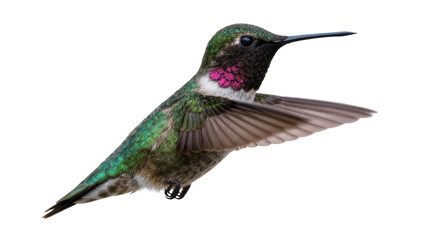 Male Anna s hummingbird with iridescent green plumage and magenta gorget, isolated on transparent background © GODSTOX