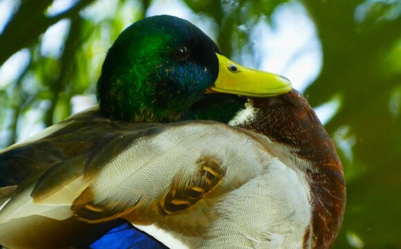 Portrait of a big green duck with colorful feather sitting by the lake, waterbirds background