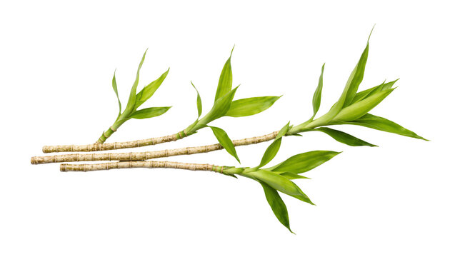 Three stalks of lucky bamboo with vibrant green leaves, isolated on transparent background
