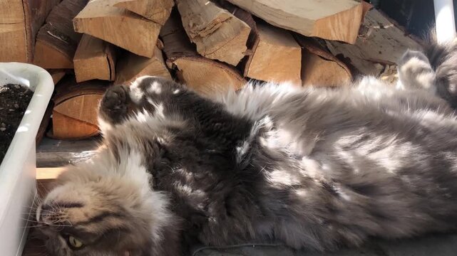 big fluffy cat is rolling around and turning over, playing