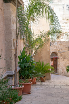 Potted palms and lush green plants lining a narrow stone courtyard beside traditional Mediterranean architecture