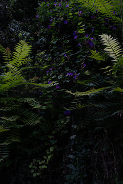 Fern fronds emerge from deep shadow among dark green foliage and scattered purple flowers